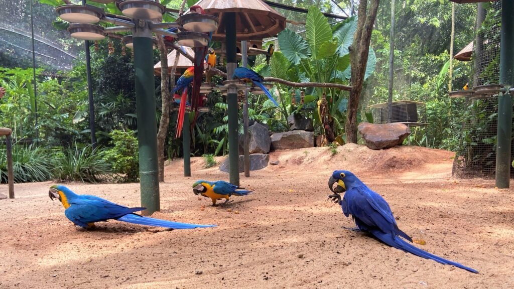 Parque da Aves Foz do Iguaçu