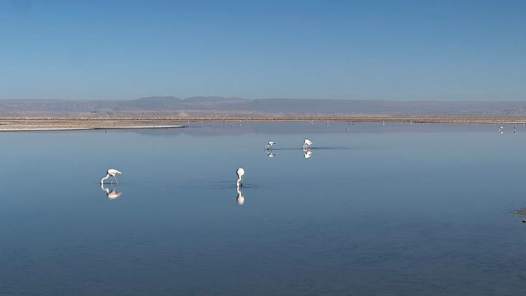 Laguna Chaxa Atacama